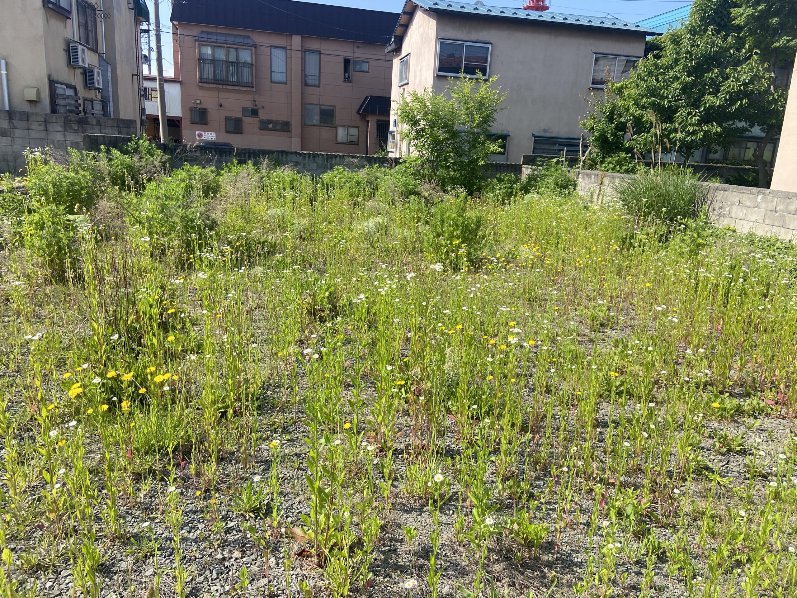 ‼️大好評‼️2024年6月11日　青森市にて草刈り、庭木伐採、運搬処分のご依頼